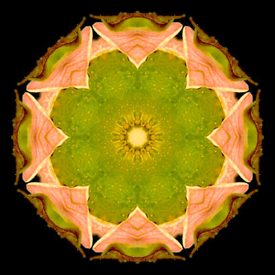 Kaleidoscopic picture creatied with a wildflower seen in the forest in June