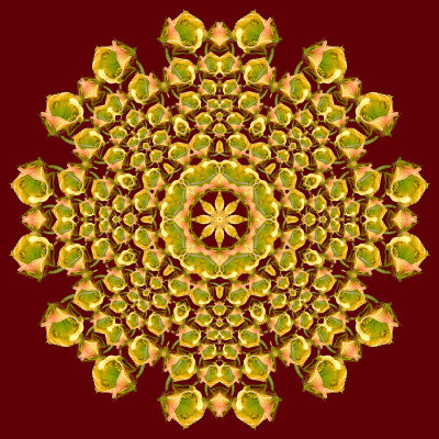 Evolved kaleidoscopic picture created with a wildflower seen in the forest in June