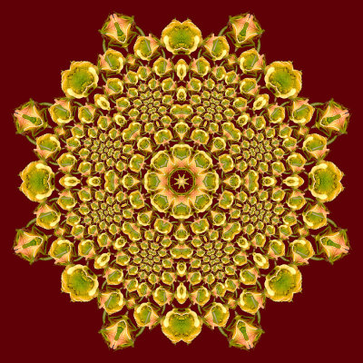 Evolved kaleidoscopic picture created with a wildflower seen in the forest in June