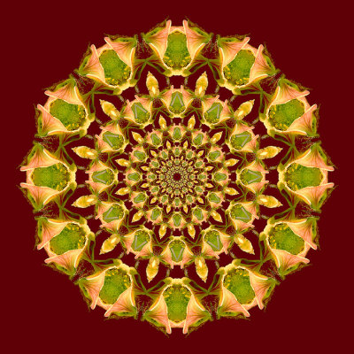 Evolved kaleidoscopic picture created with a wildflower seen in the forest in June