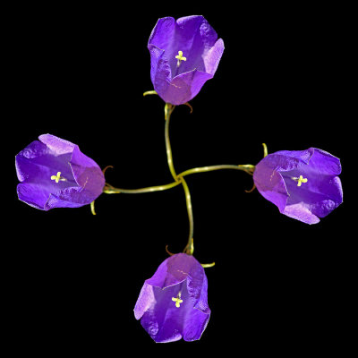 Four copies of a blue wildflower arranged in a cross-pattern