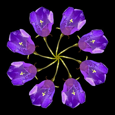 Eight copies of a blue wildflower arranged in a wheel-pattern