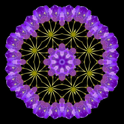 Evolved kaleidoscope created with a blue wildflower seen in the forest