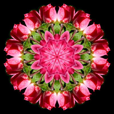 A kaleidoscopic picture created with a rose seen in June