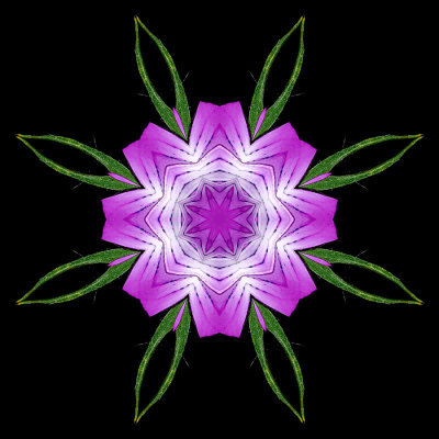Kaleidoscope created with a wildflower seen in June