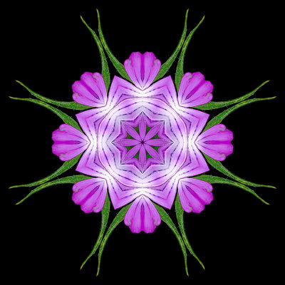 Kaleidoscope created with a wildflower seen in June