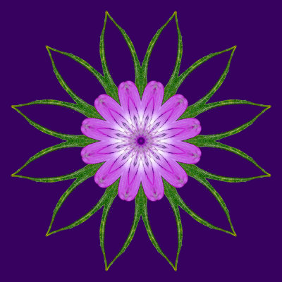 Kaleidoscope created with a wildflower seen in June