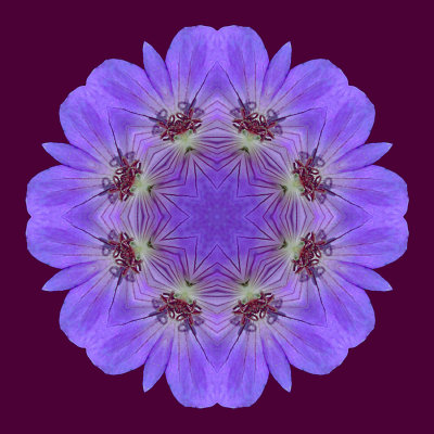 Kaleidoscopic picture created with a wildflower seen in June