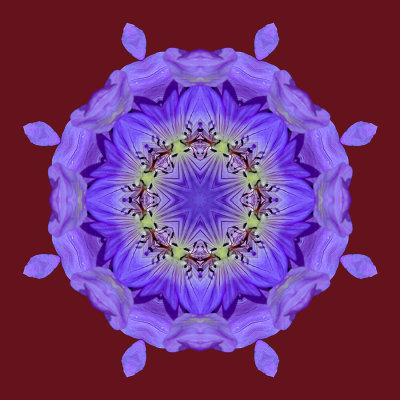 Kaleidoscopic picture created with a wildflower seen in June