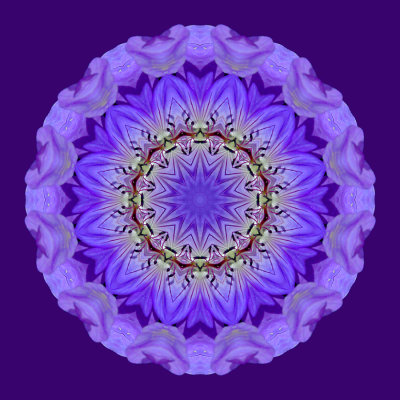 Kaleidoscopic picture created with a wildflower seen in June