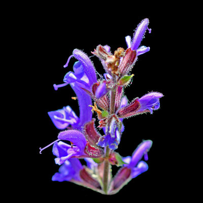 Wild salvia seen in June - used to create spiral arrangements