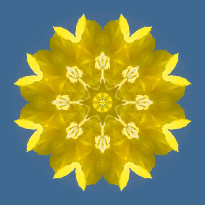 Kaleidoscopic picure created with a flower seen in Locarno 12 September