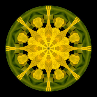 Kaleidoscopic picure created with a flower seen in Locarno 12 September