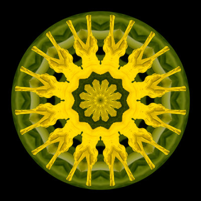 Kaleidoscopic picure created with a flower seen in Locarno 12 September