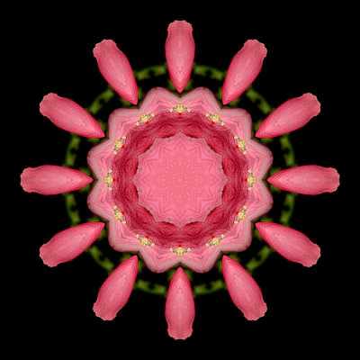 Kaleidoscopic picure created with a flower seen in Locarno 12 September