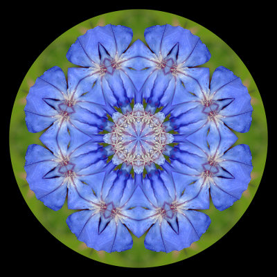 Kaleidoscopic picure created with a flower seen in Locarno in September