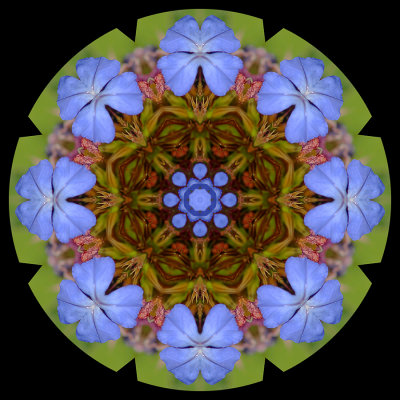 Kaleidoscopic picure created with a flower seen in Locarno in September