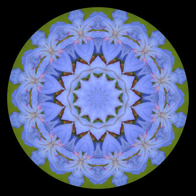 Kaleidoscopic picure created with a flower seen in Locarno in September