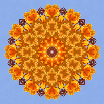 Evolved kaleidoscopic picure created with a flower seen in Locarno in September