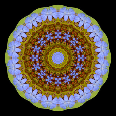 Evolved kaleidoscopic picure created with a flower seen in Locarno in September