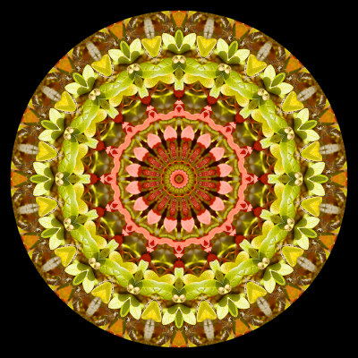 Kaleidoscopic picture created with small autumn leaves found at 2050 meters elevation