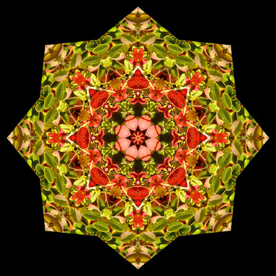Kaleidoscopic picture created with small autumn leaves found at 2050 meters elevation