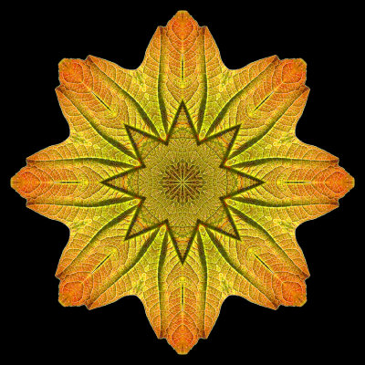 Kaleidoscopic picture created with an autumn leaf