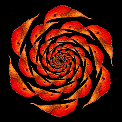 Spiral arrangement with an autumn leaf