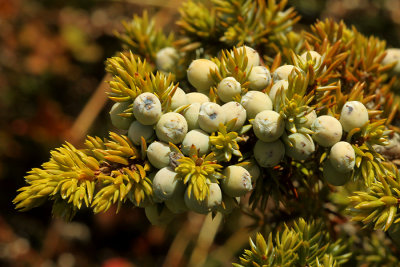 Details of Juniperus horizontalis