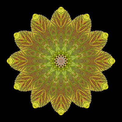 Kaleidoscopic picture created with an autumn leaf seen in October
