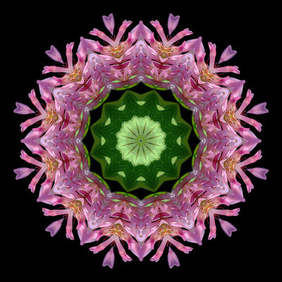 Kaleidoscopic picture created with a wildflower seen in October