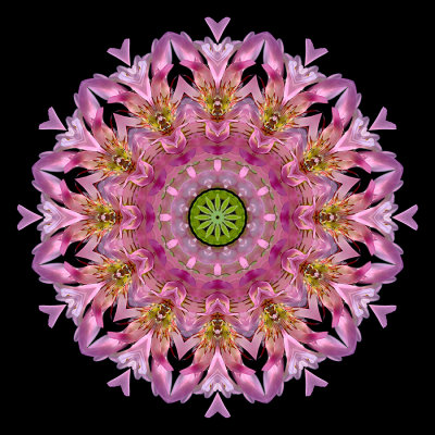 Kaleidoscopic picture created with a wildflower seen in October