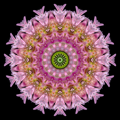 Kaleidoscopic picture created with a wildflower seen in October