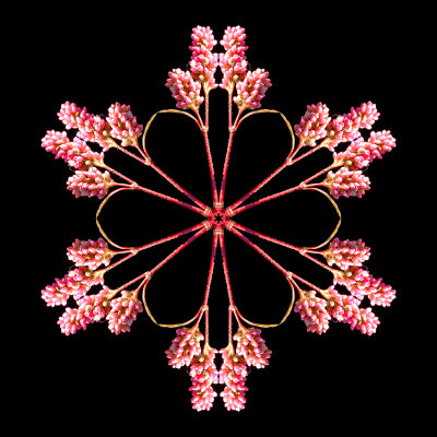 Kaleidoscopic picture created with a wildflower seen in October