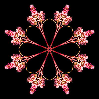 Kaleidoscopic picture created with a wildflower seen in October