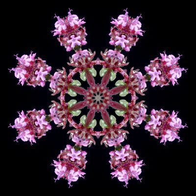 Kaleidoscopic picture created with a wildflower seen in October