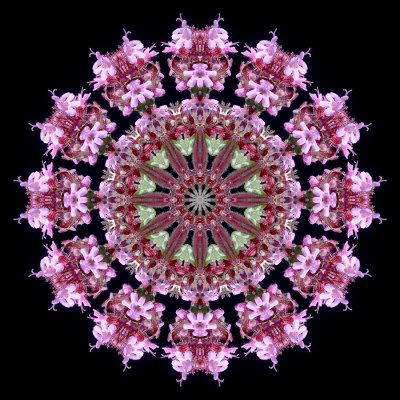 Kaleidoscopic picture created with a wildflower seen in October