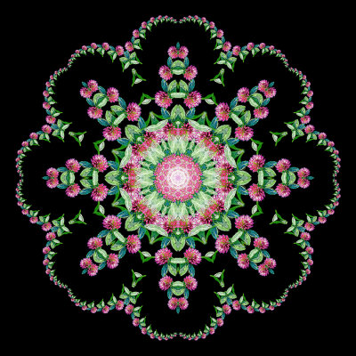 Evolved kaleidoscope created with a wildflower seen in October