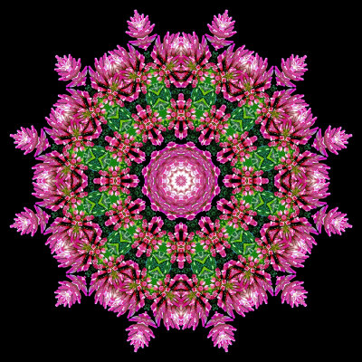 Evolved kaleidoscopic picture created with a wildflower seen in October