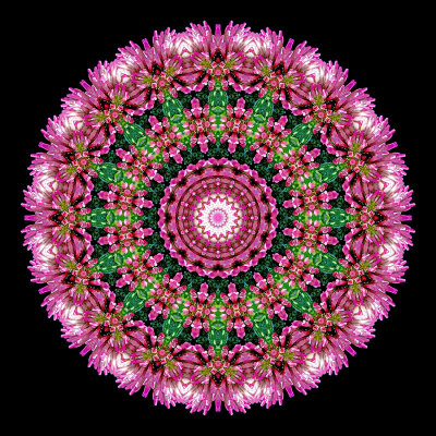 Evolved kaleidoscopic picture created with a wildflower seen in October