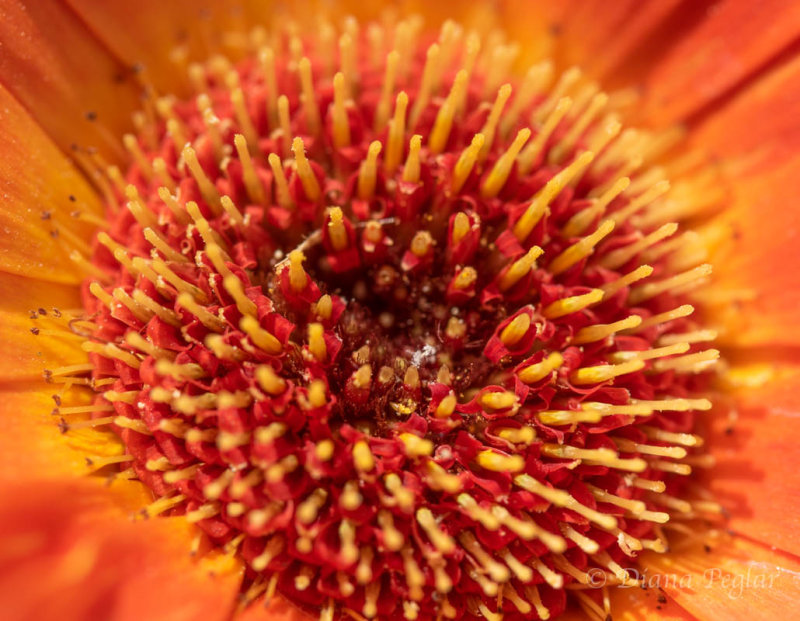 Diana PeglarGazania2