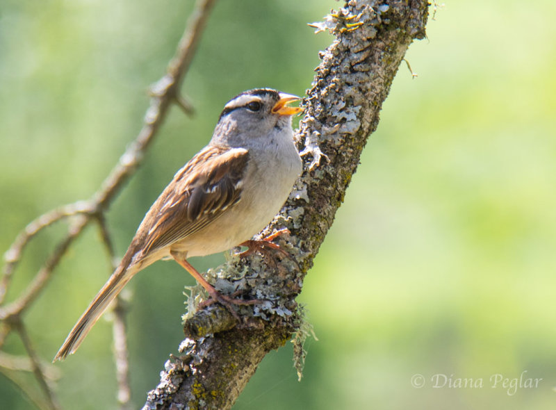 Diana PeglarWhite Crowned Sparrow