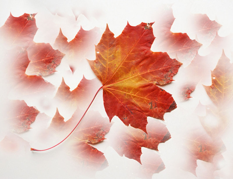 Trish Rankin2019 CAPA Fall Fine ArtsMaple Leaf Ballet