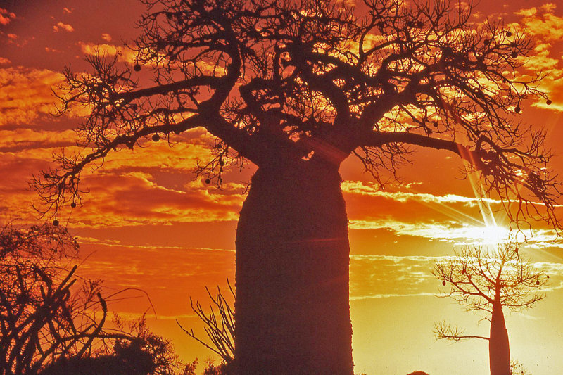 Bob Skelton2019 Celebration of NatureMadagascar Baobabs