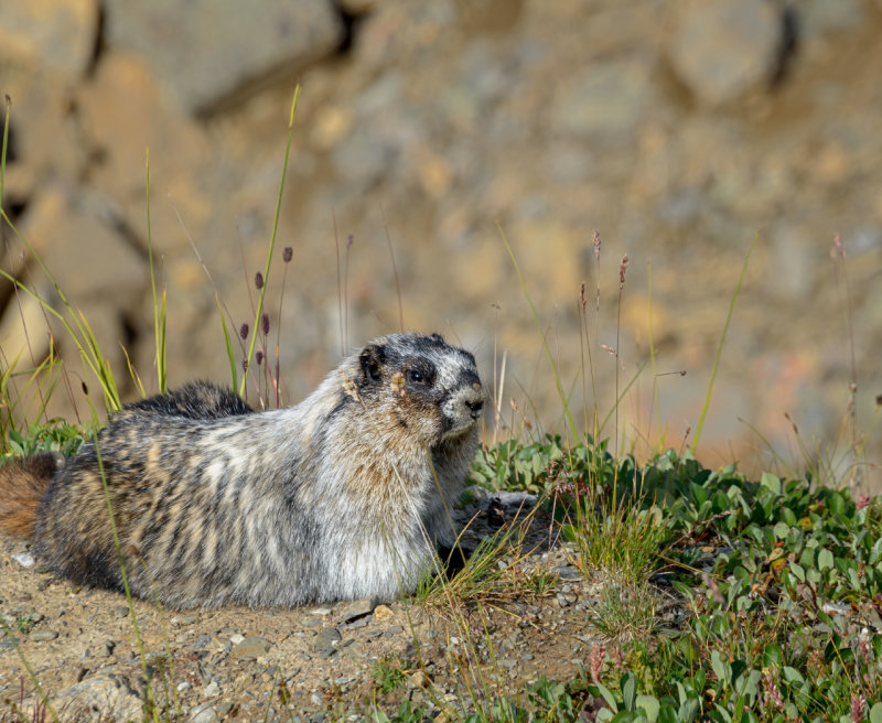 Marmot on GuardCelebration of Nature 2019Tony Paine