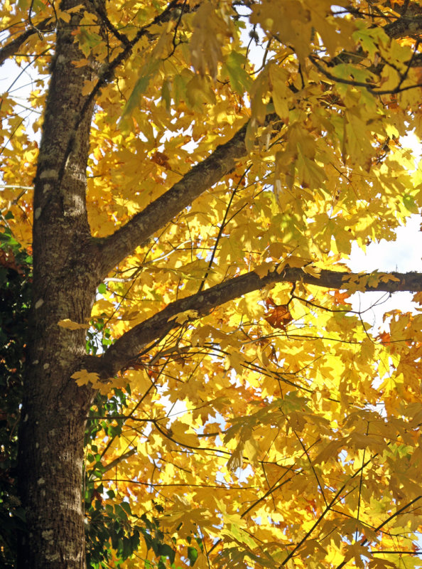 Maple Tree in OctoberCelebration of Nature 2019Patricia Rankin