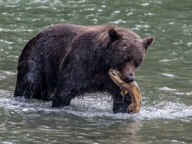 Bear with FishCelebration of Nature 2019Gerry Breckon