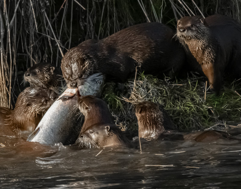 River Otter BanquetCelebration of Nature 2019Rachel Penney