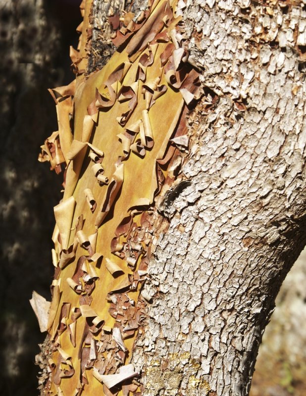 Tricia RankinCAPA Fall 2019 Nature and WildlifeArbutus Tree Bark