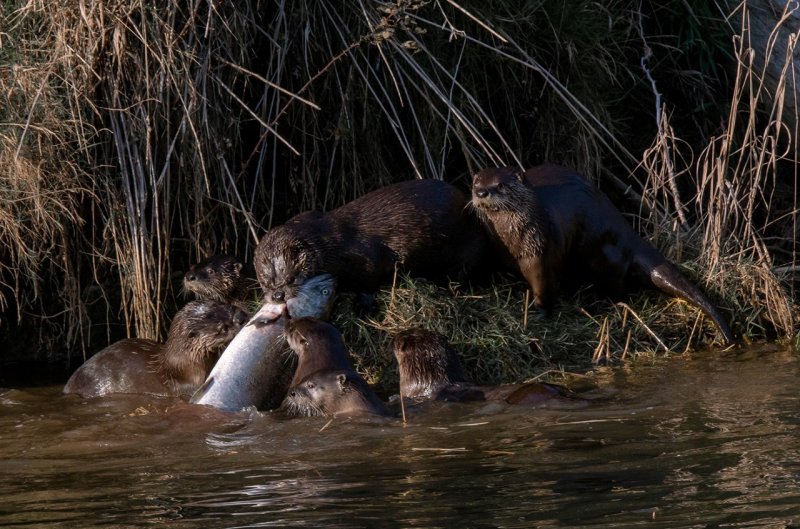 Rachel PenneyCAPA Fall 2019 Nature and WildlifeRiver Otter Banquet